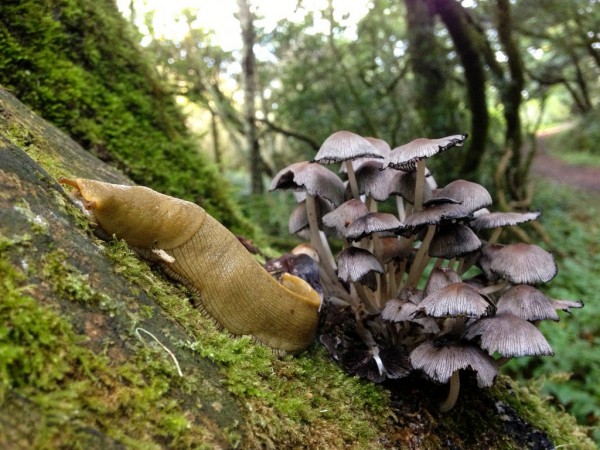 Banana Slug with Inky Cap mushrooms