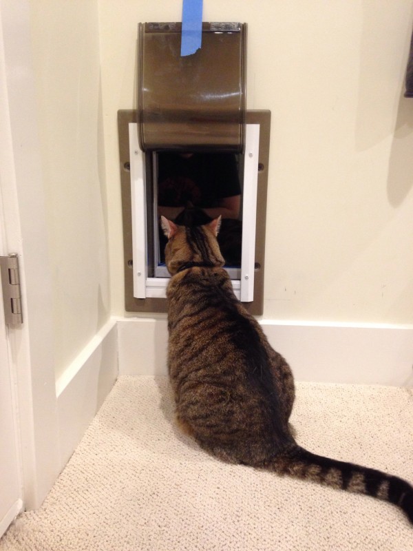 Bunki peeks in Cat Bathroom